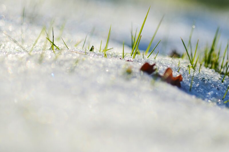 Grass Through Snow — White, Serene