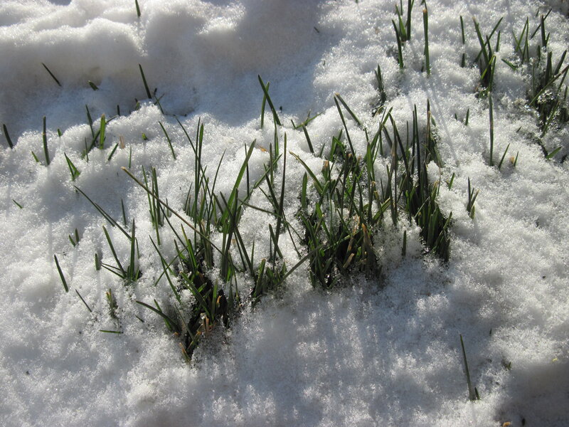 Grass Through Snow — White