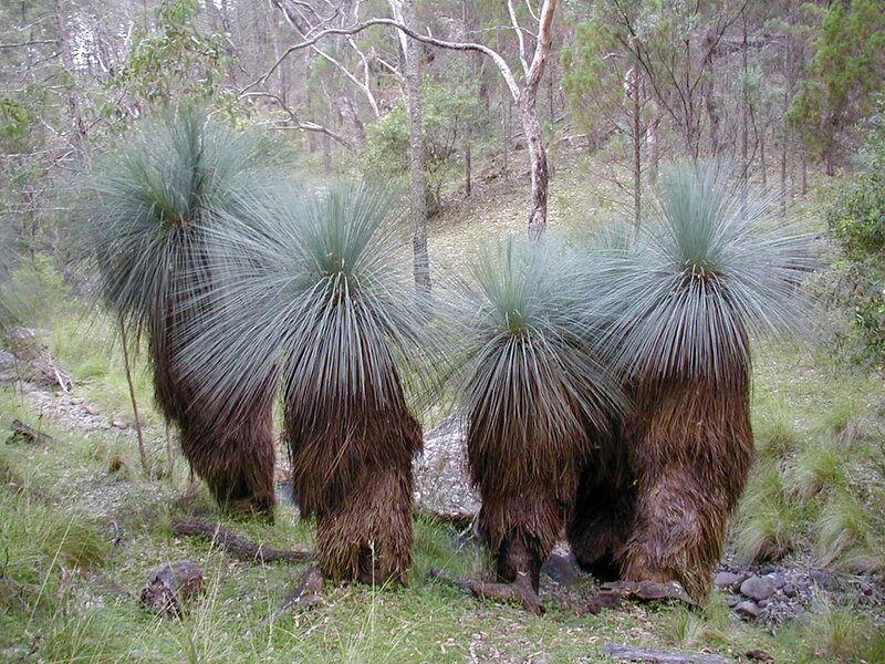 Grass trees in forest