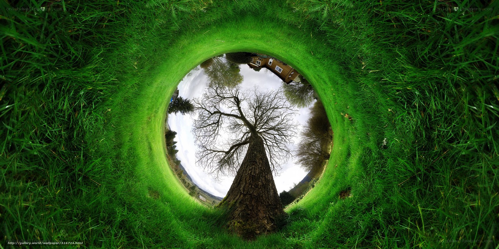 Grass tunnel view of tree