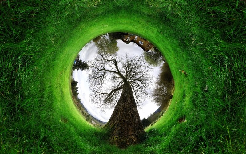 Grass tunnel view of tree