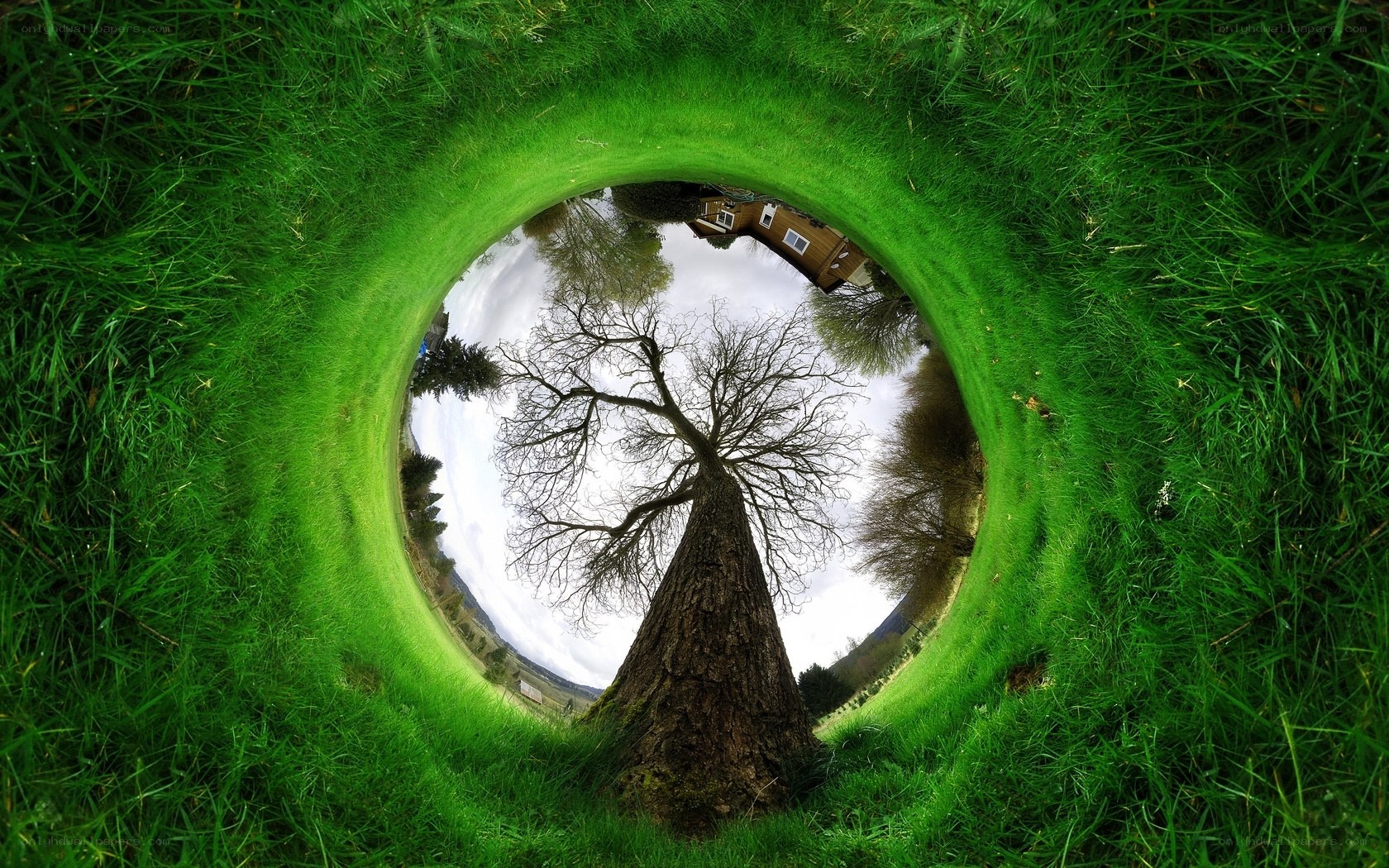 Grass tunnel view of tree
