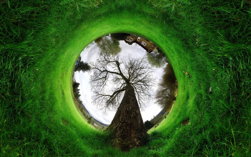 Grass tunnel with tree view