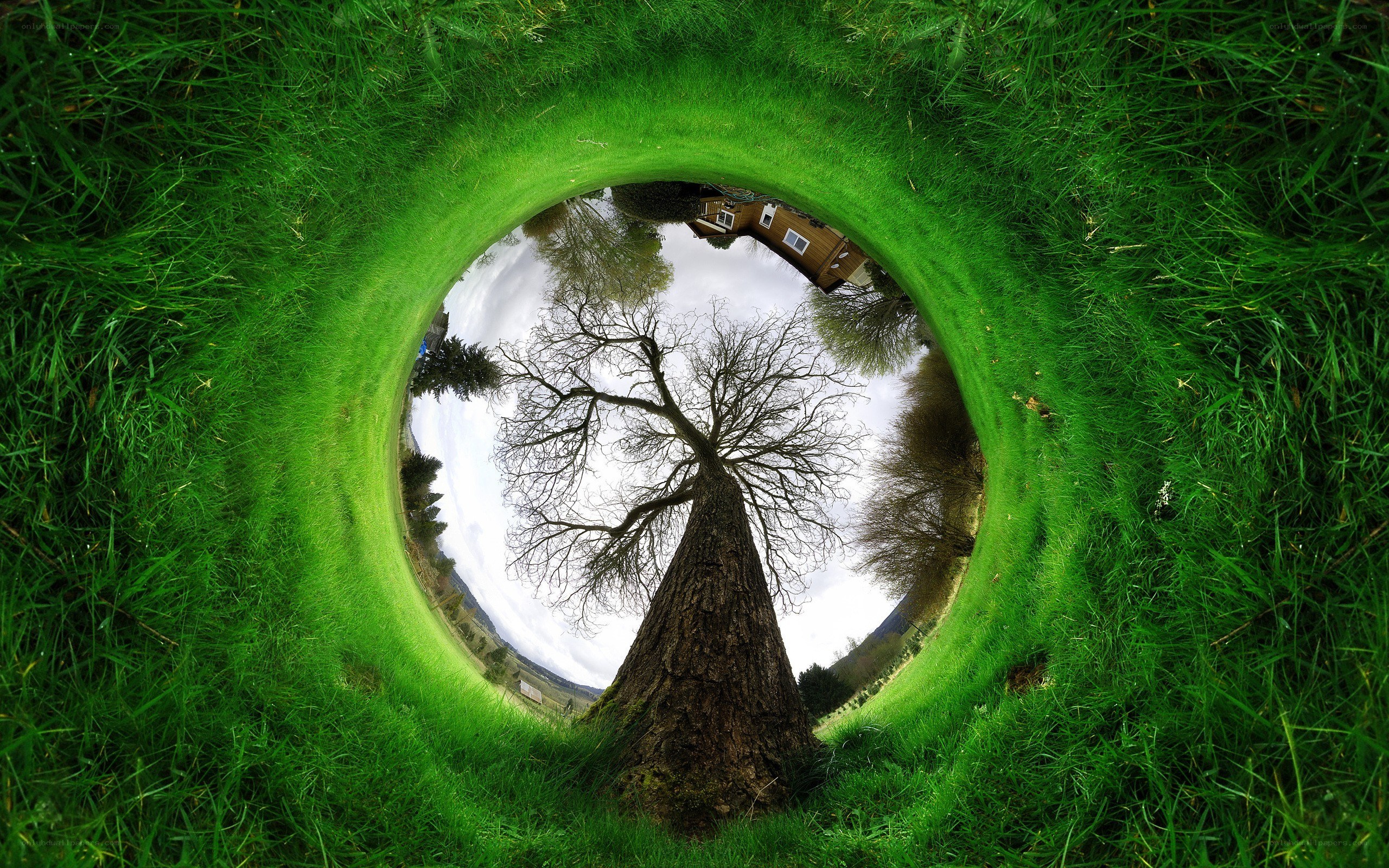Grass tunnel with tree view