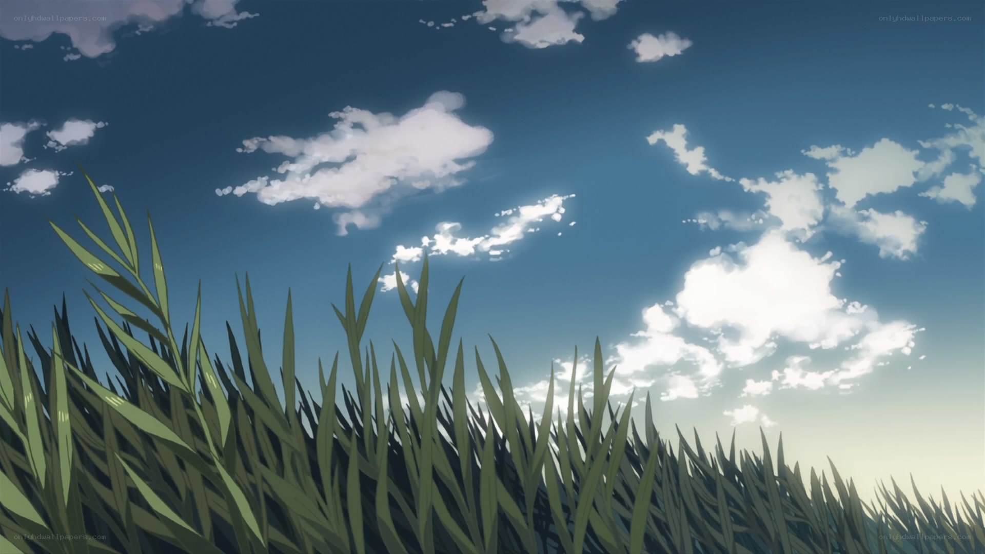 Grass under a cloudy sky