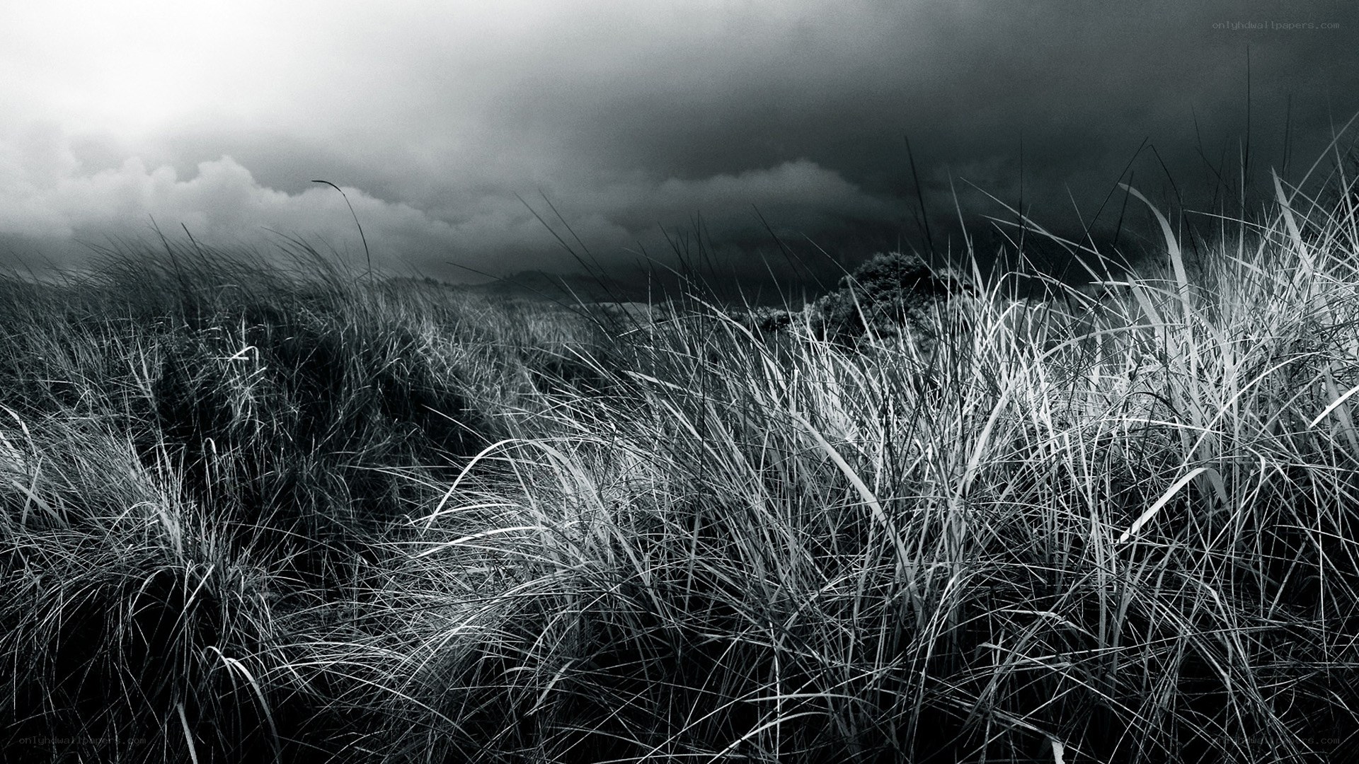 Grass under stormy sky