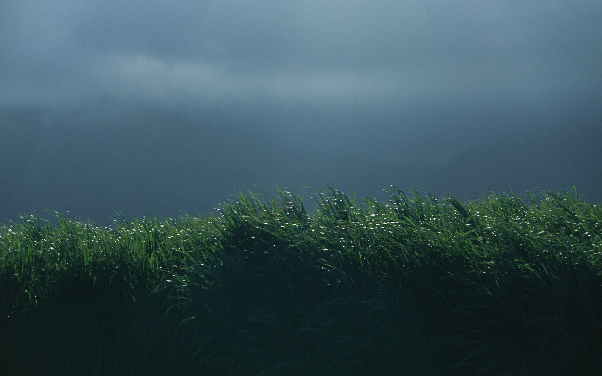 Grass under stormy sky