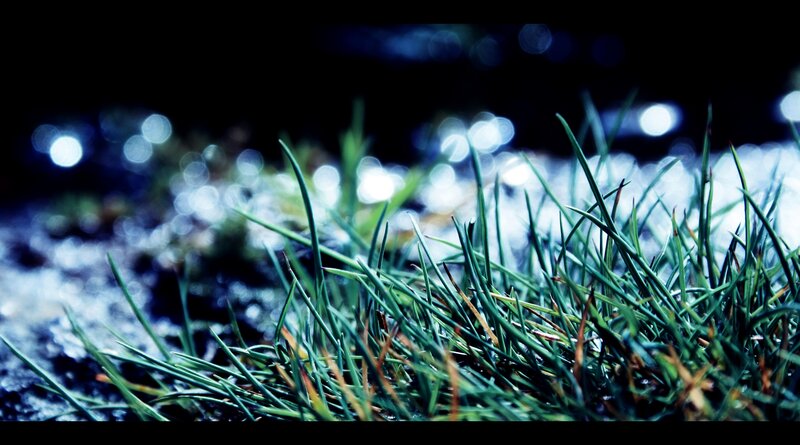 Grass with bokeh lights