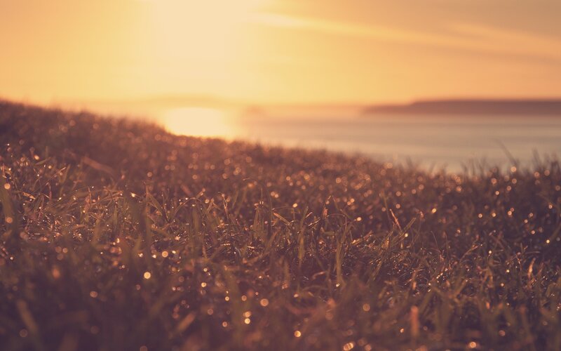 Grass with Dew at Sunset