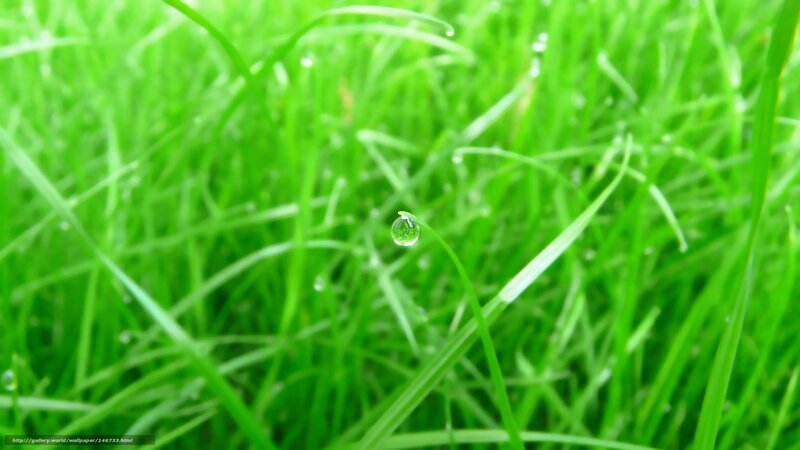 Grass with Dew Drop — Green