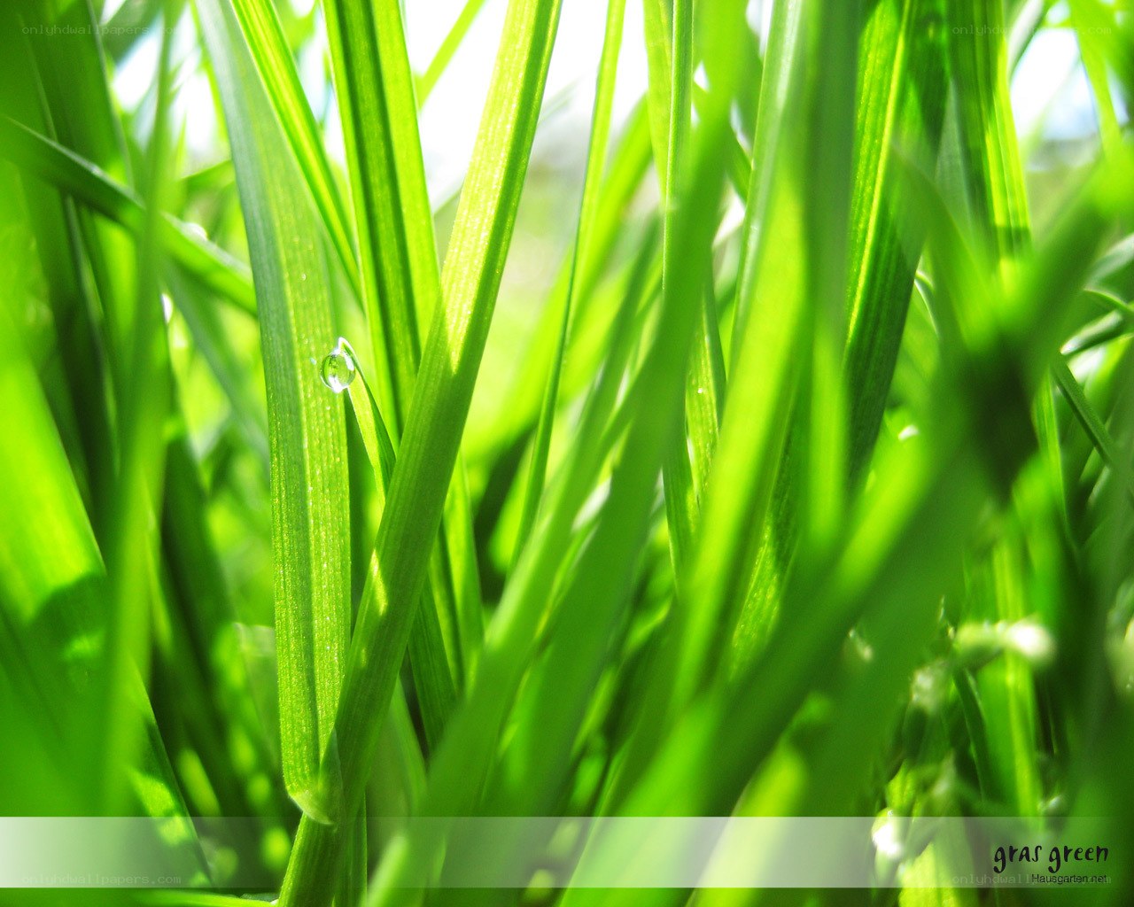 Grass with dew drop