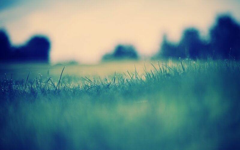Grass with dew drops