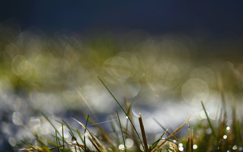 Grass with dew drops