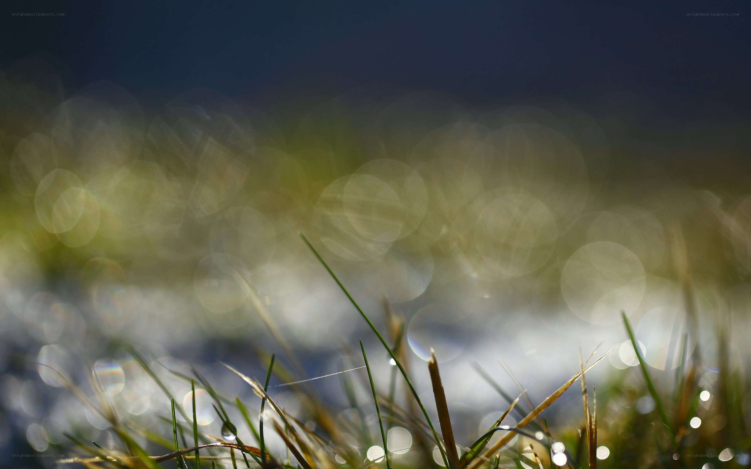 Grass with dew drops