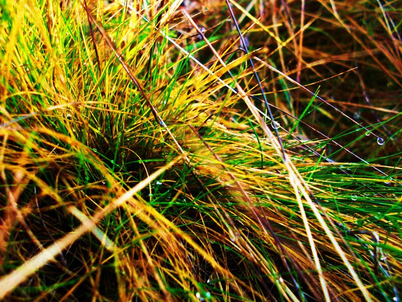 Grass with dew drops