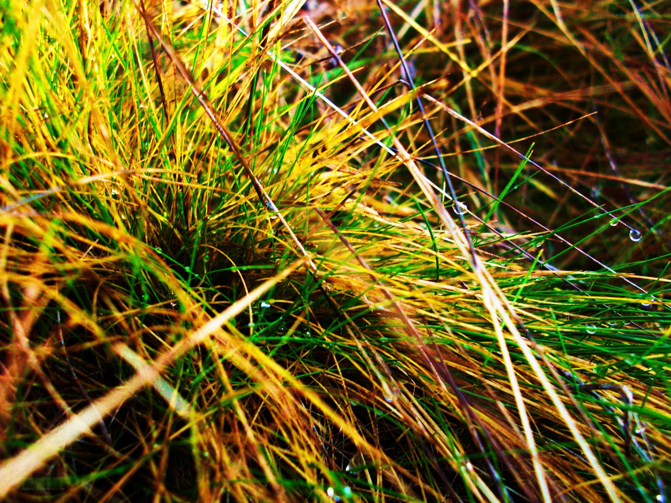 Grass with dew drops