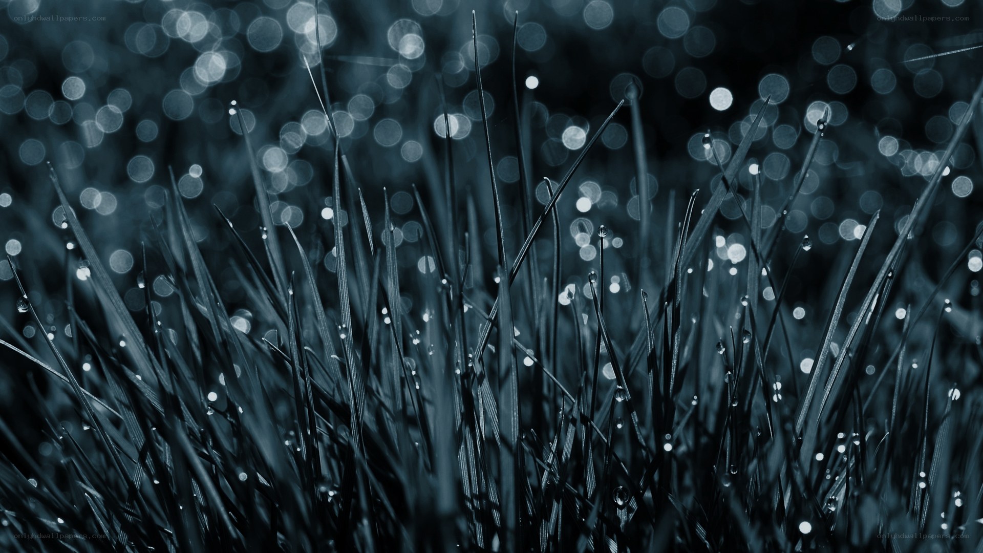 grass with dew drops