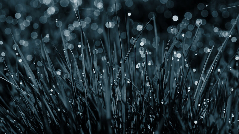grass with dew drops