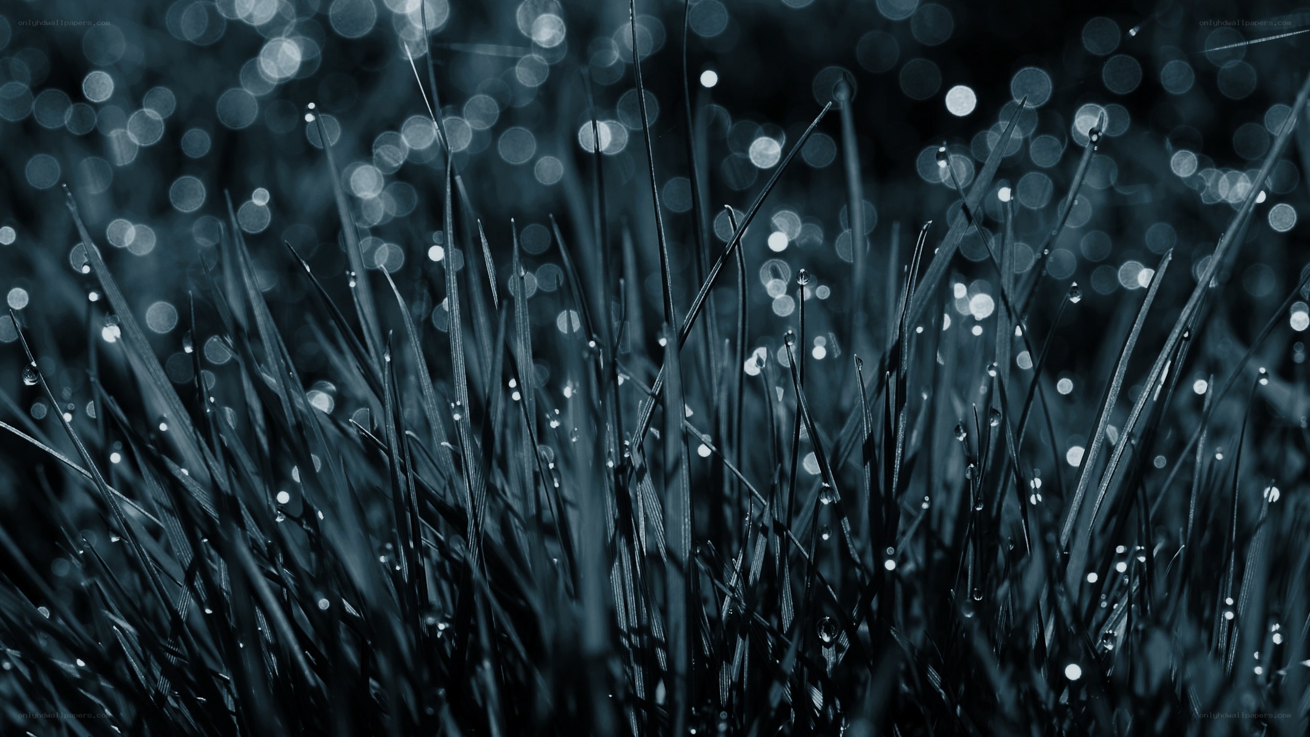 grass with dew drops