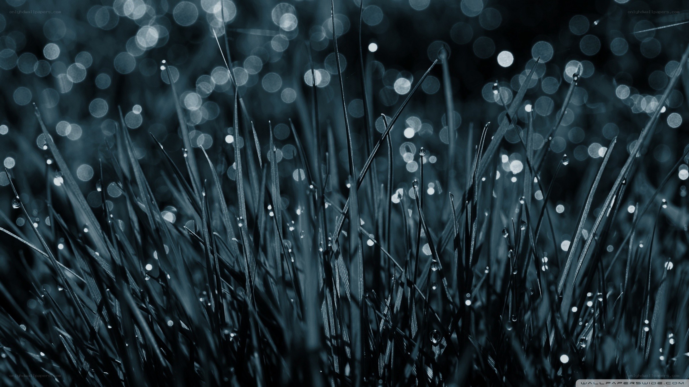 grass with dew drops