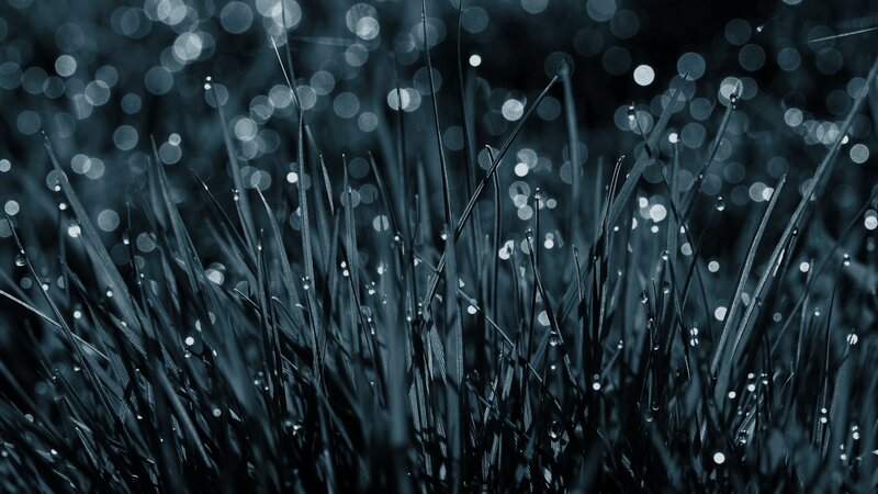 Grass with dew drops