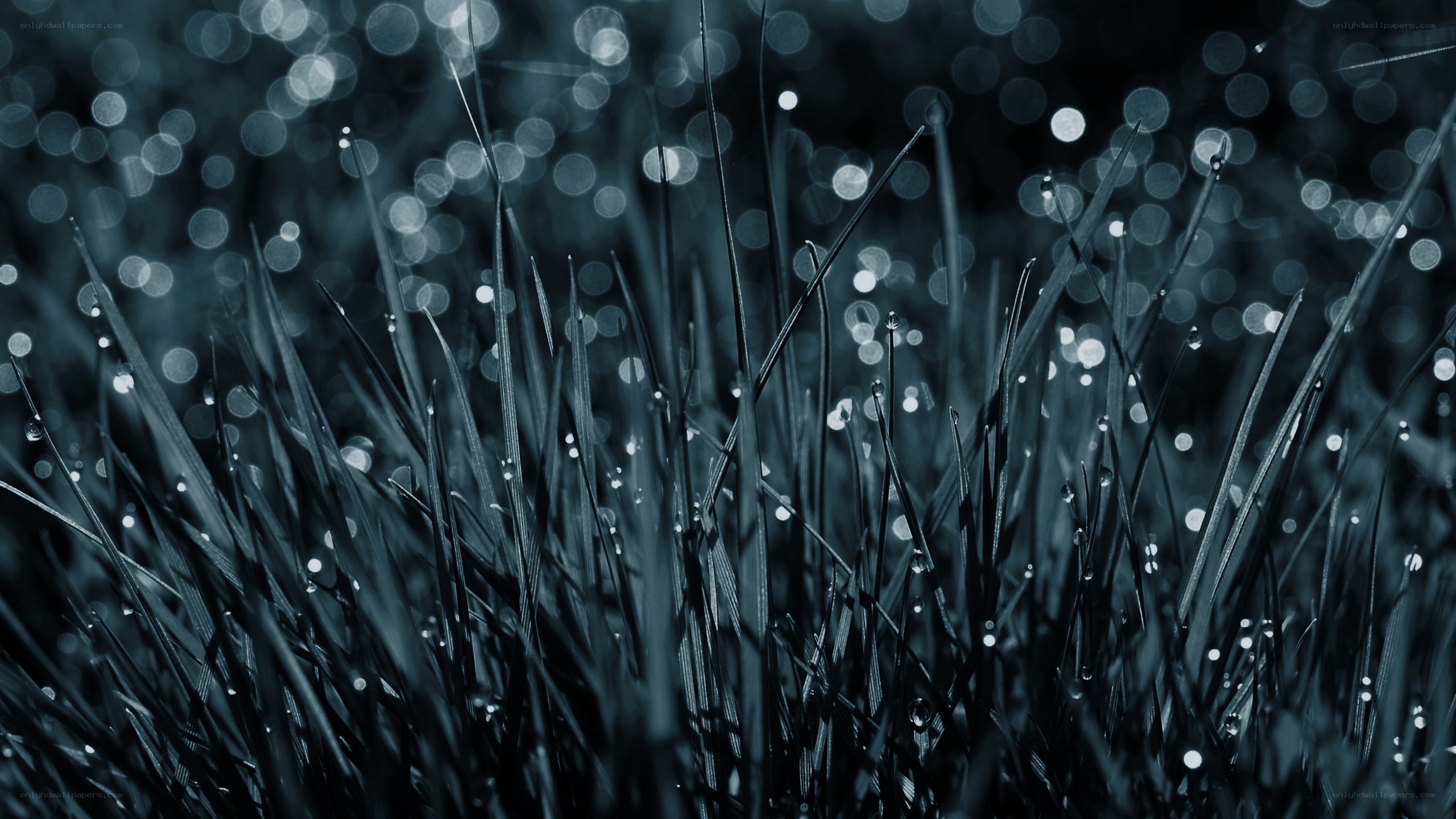 Grass with dew drops