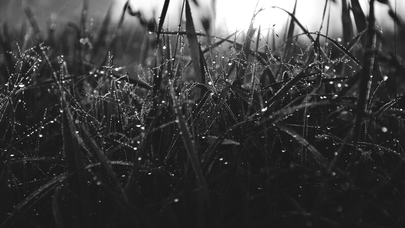 Grass with Dew Drops — Black, Serene