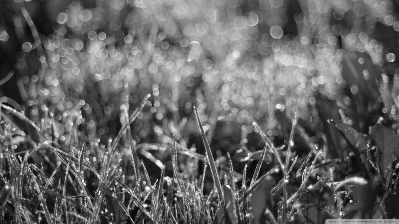 Grass with Dew Drops — Black