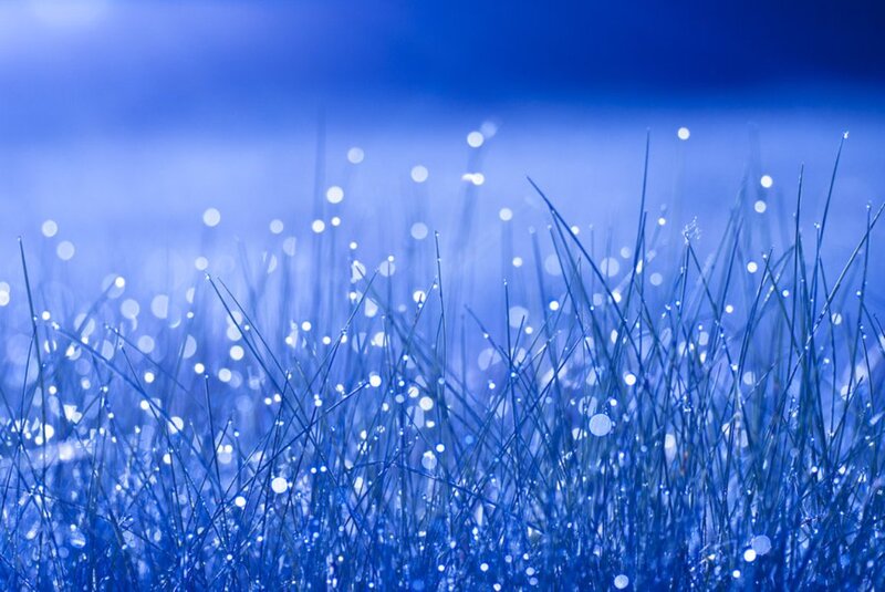 Grass with Dew Drops — Blue, Serene, Morning, Photograph