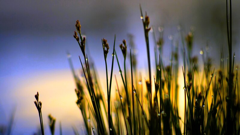Grass with Dew Drops — Blue, Serene