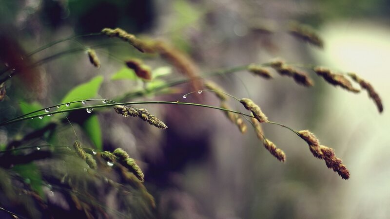 Grass with Dew Drops — Brown, Calm