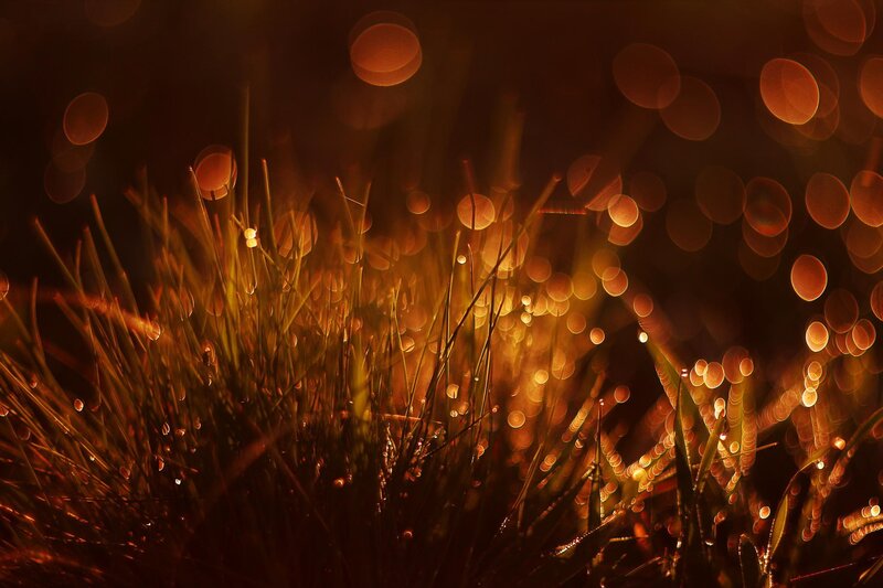 Grass with Dew Drops — Brown, Serene