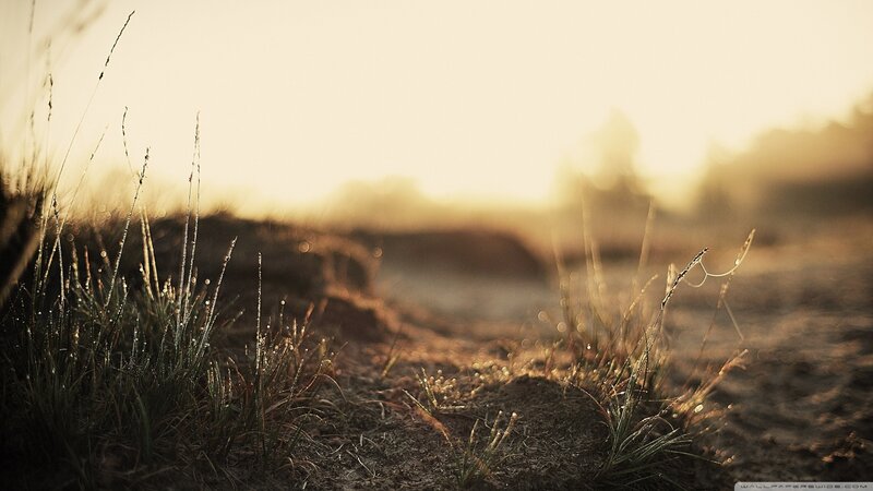 Grass with Dew Drops — Brown