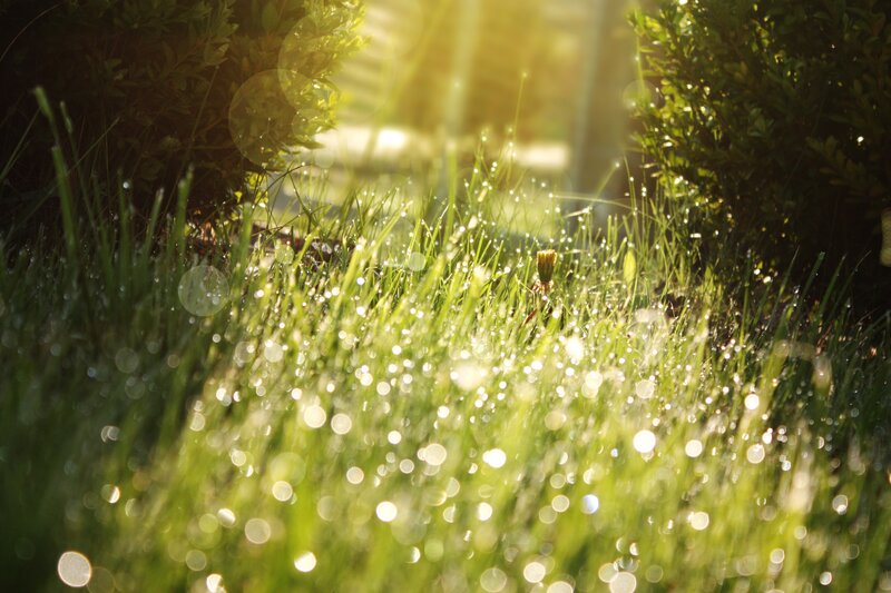 Grass with Dew Drops — Bushes