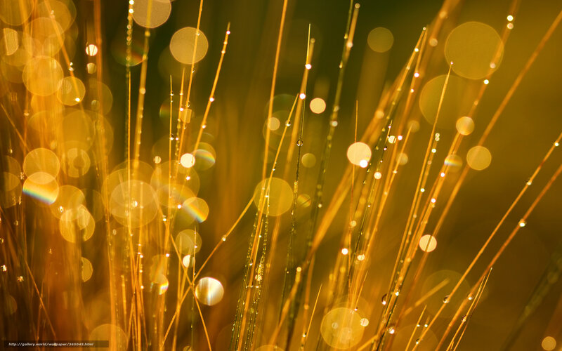Grass with Dew Drops — Gold