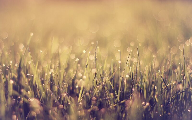 Grass with Dew Drops — Green, Brown