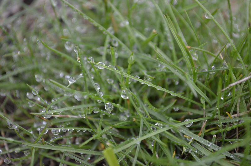 Grass with Dew Drops — Green, Calm, Morning, Photograph