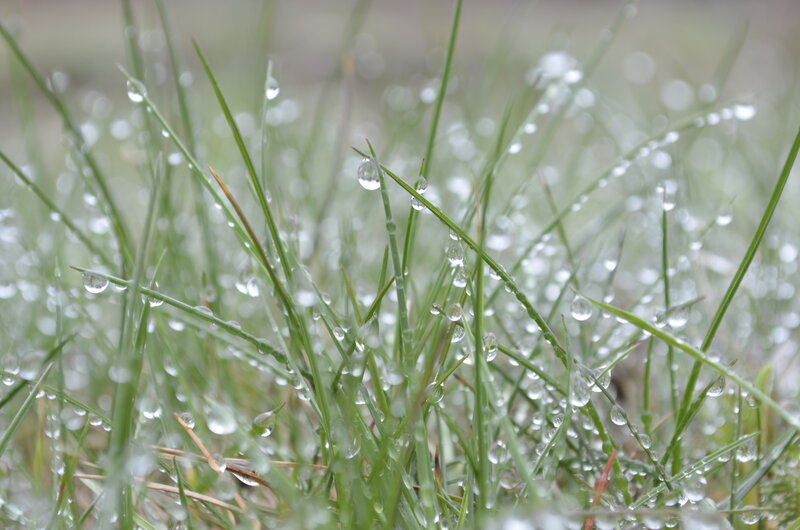 Grass with Dew Drops — Green, Calm, Morning