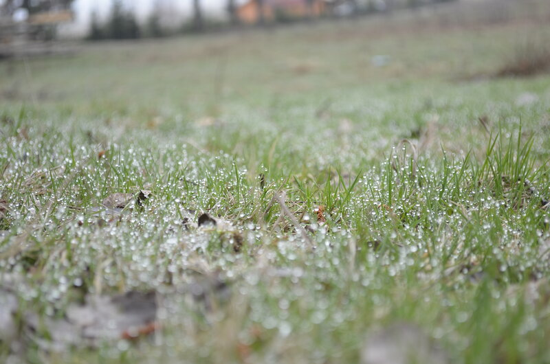 Grass with Dew Drops — Green, Calm