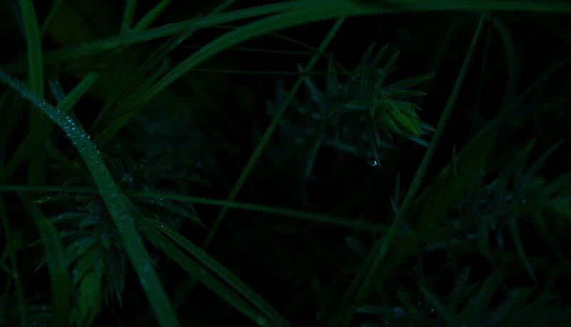Grass with Dew Drops — Green, Dark
