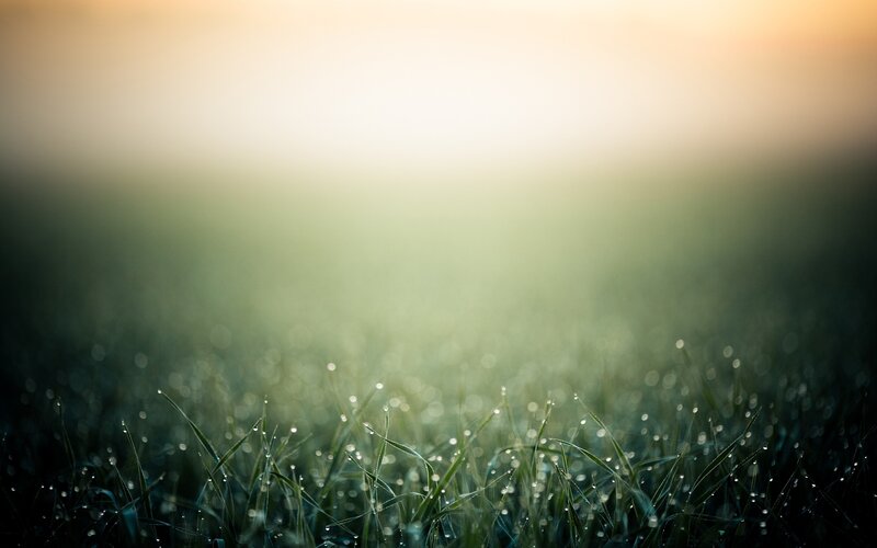 Grass with Dew Drops — Green, Field
