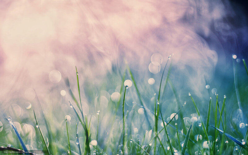 Grass with Dew Drops — Green, Serene, Morning, Photograph, Bokeh, Light