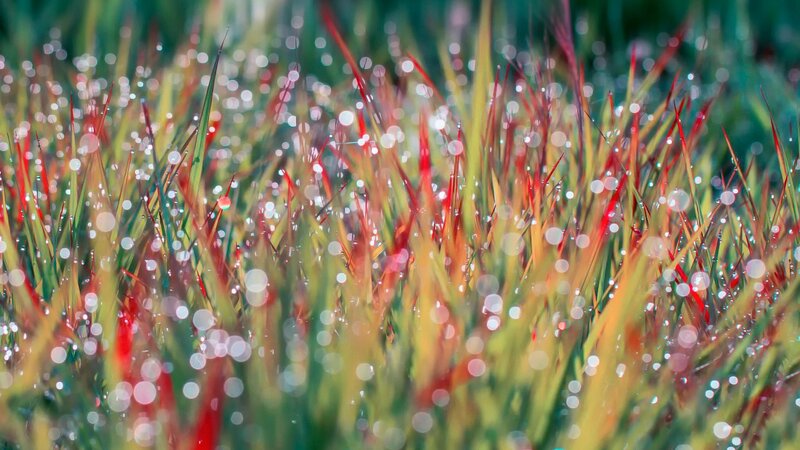 Grass with Dew Drops — Green, Serene, Morning, Photograph, Bokeh, Sunlight