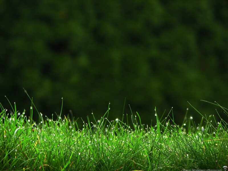 Grass with Dew Drops — Green, Serene, Morning, Photograph, Green Grass, Background, Black