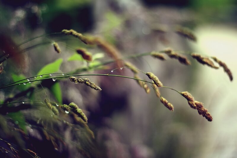 Grass with Dew Drops — Green, Serene, Morning, Photograph, Leaves