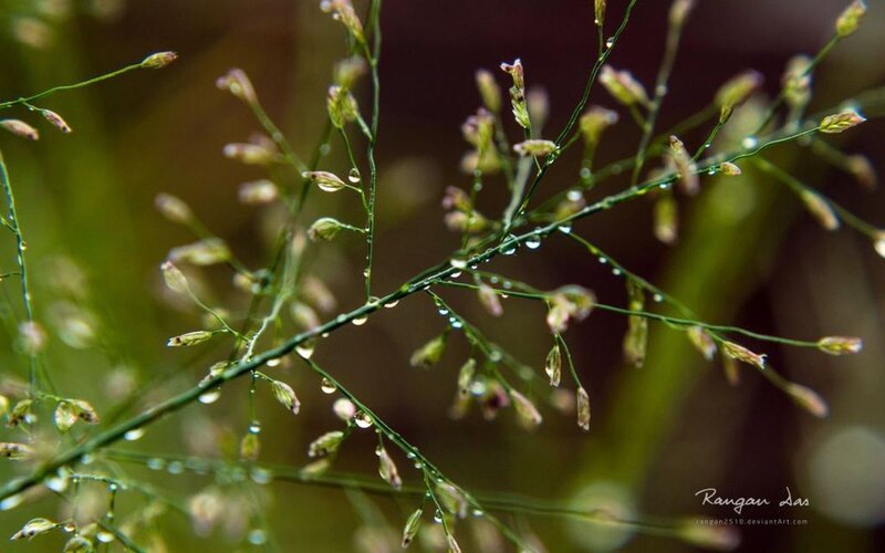 Grass with Dew Drops — Green, Serene, Morning, Photograph, Plant