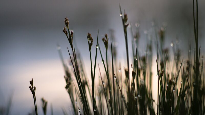 Grass with Dew Drops — Green, Serene, Morning, Photograph, Sky, Plants