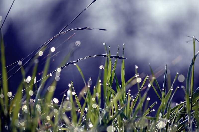 Grass with Dew Drops — Green, Serene, Morning, Photograph, Spiderweb