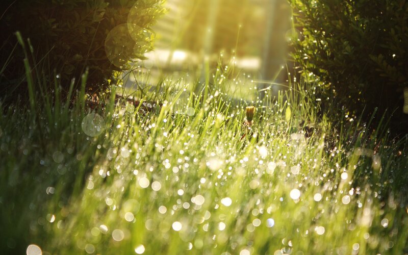 Grass with Dew Drops — Green, Serene, Morning, Photograph, Sunlight, Bushes, Yellow