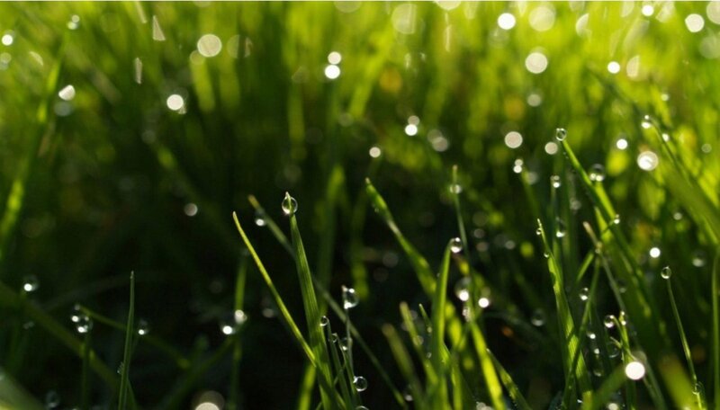 Grass with Dew Drops — Green, Serene, Morning, Photograph, Sunlight, Green Grass